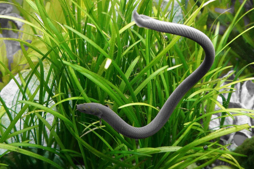 Doenças Comuns em Peixes Cobra