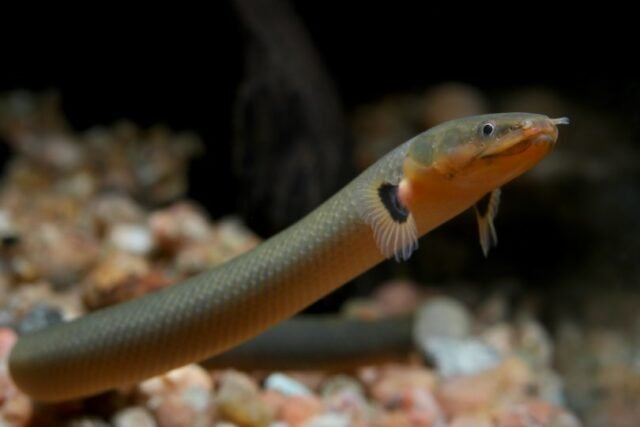 Alimentação dos Peixes Cobra