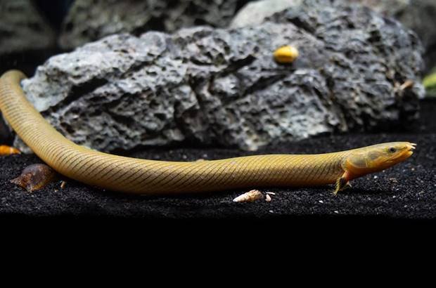 Espécies de Peixes Cobra para Aquaristas
