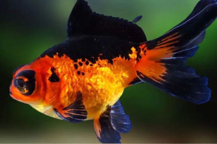 peixe kinguio telescópio
