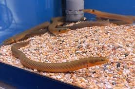 Peixes Cobra: O Que São, Como Criar e Quais Espécies Evitar