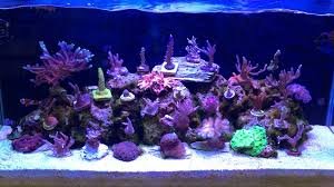 A close-up view of a thriving marine aquarium, showcasing a vibrant collection of lush green seaweed and algae gently swaying in the crystal-clear water. Sunlight filters through the tank, casting a warm, natural glow on the underwater scene. The aquarium is well-maintained, with a balanced ecosystem and no signs of excessive algae growth. The image conveys a sense of harmony and healthy aquatic life, reflecting the successful treatment of the aquarium and the desired results described in the article section. fluconazol aquario marinho