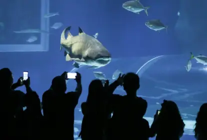 Vazamento em tanque do AquaRio causa susto entre visitantes
