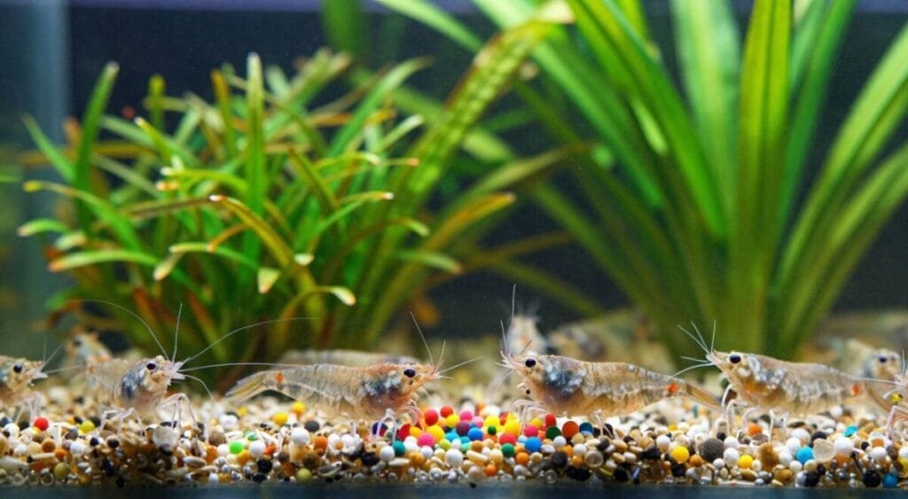 A vibrant aquarium scene focuses on feeding shrimp, showcasing a variety of shrimp species, including Cherry and Ghost shrimp, actively gathering around colorful food pellets. In the foreground, the shrimp are detailed, with their intricate coloration and transparency, exploring the textured substrate. The middle ground features healthy aquatic plants, such as Java moss and Anubias, creating a lush environment for the shrimp. The background contains soft green hues of aquatic plants and the gentle movement of water, capturing a tranquil underwater atmosphere. Soft natural lighting filters through the water, highlighting the shrimp and creating gentle reflections on the aquarium glass. The mood is lively yet serene, emphasizing the nurturing aspect of shrimp care in a home aquarium setting.