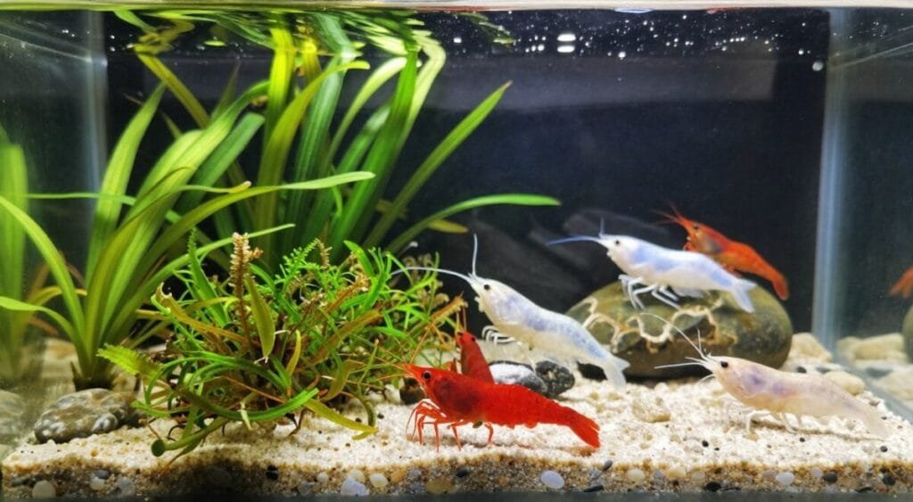 A vibrant aquarium scene showcasing a variety of popular shrimp species, including brightly colored Cherry Shrimp, Ghost Shrimp, and Amano Shrimp. In the foreground, a cluster of Cherry Shrimp with their striking red hues, nestled among lush green aquatic plants and delicate moss. The middle ground features Ghost Shrimp blending into sandy substrates, while Amano Shrimp gracefully navigate around pebbles and decorations. The background softly fades into a gentle blur of water, enhancing the focus on the shrimp. Natural sunlight streams through the aquarium glass, casting shimmering reflections on the water's surface and creating a serene, inviting atmosphere. Capture this peaceful underwater world using a wide-angle lens to emphasize the richness of colors and textures in the aquatic habitat.