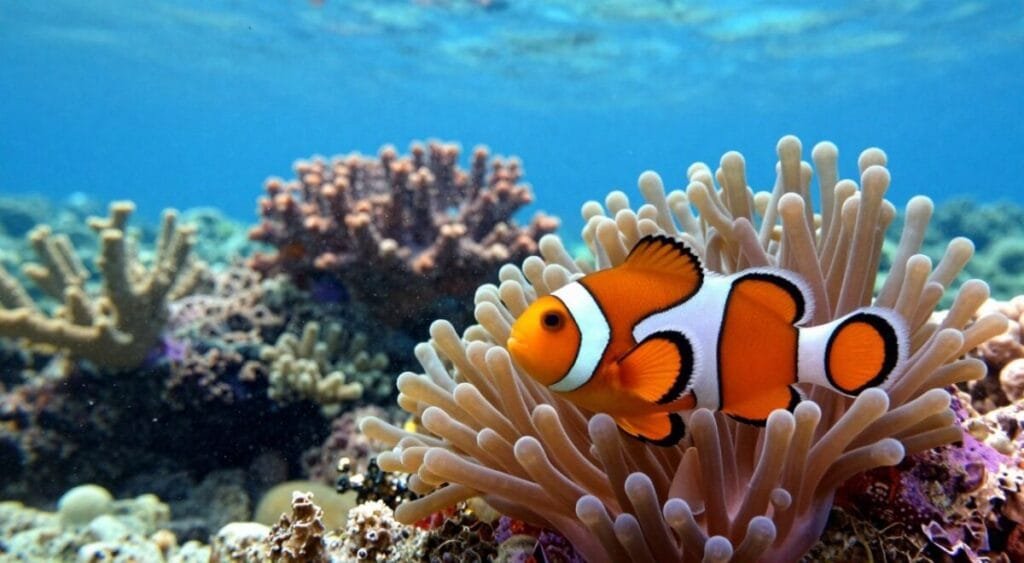 A vibrant underwater scene showcasing a clownfish (Peixe Palhaço) in its natural habitat, the foreground features the striking orange and white striped clownfish swimming amidst colorful anemones. In the middle ground, lush corals of varying shapes and sizes provide a rich texture, enhancing the scene's biodiversity. The background presents a soft blue ocean gradient, simulating depth, with gentle light rays penetrating the water, creating a serene and inviting atmosphere. The fish exhibits its characteristic rounded body and playful behavior, swimming around the anemone, emphasizing its symbiotic relationship. The overall mood is lively and colorful, capturing the essence of marine life. The image should be well-lit and bright to accentuate the vibrant colors of the fish and reef, creating a captivating visual for the audience. A vibrant underwater scene showcasing a clownfish (Peixe Palhaço) in its natural habitat, the foreground features the striking orange and white striped clownfish swimming amidst colorful anemones. In the middle ground, lush corals of varying shapes and sizes provide a rich texture, enhancing the scene's biodiversity. The background presents a soft blue ocean gradient, simulating depth, with gentle light rays penetrating the water, creating a serene and inviting atmosphere. The fish exhibits its characteristic rounded body and playful behavior, swimming around the anemone, emphasizing its symbiotic relationship. The overall mood is lively and colorful, capturing the essence of marine life. The image should be well-lit and bright to accentuate the vibrant colors of the fish and reef, creating a captivating visual for the audience.