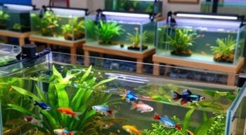 Dicas essenciais para piscicultura de peixes ornamentais