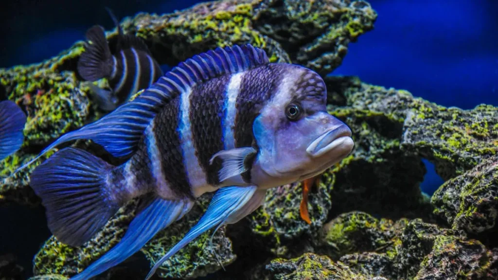 Frontosa (Cyphotilapia frontosa)