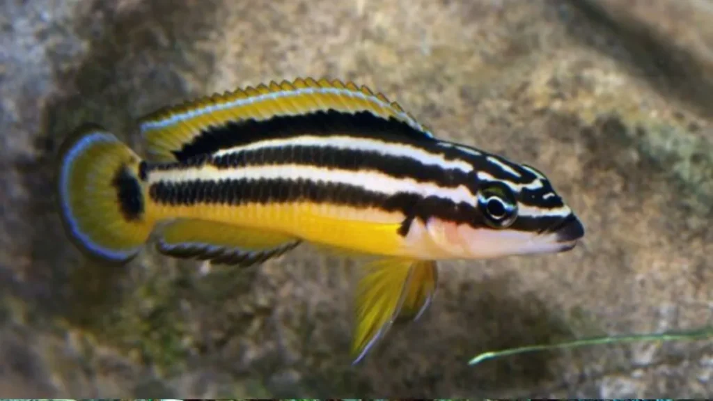 Os Julidochromis vivem entre rochas no Lago Tanganyika.