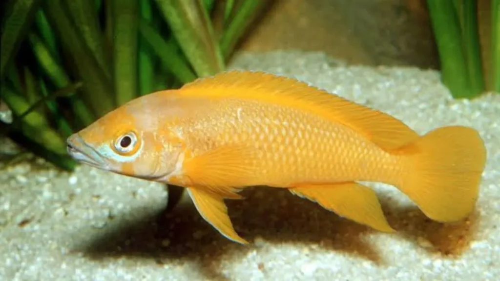 Neolamprologus leleupi
