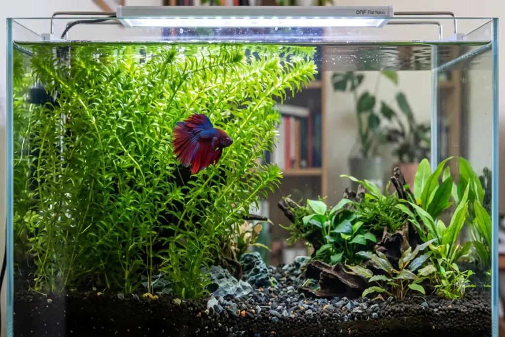 Planta Elódea utilizada como abrigo para peixes Betta em aquário