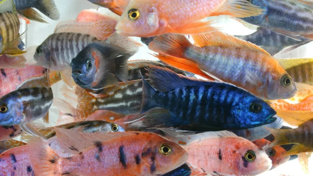 superlotação aquario